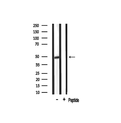 Polyclonal Rabbit anti-Human GPR68 / OGR1 Antibody (IF, WB)