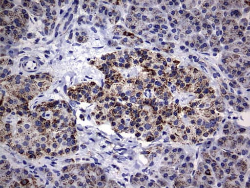 PIK3CD / PI3K Delta Antibody (aa286-610, clone OTI6A12)