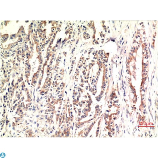 DDIT3 / CHOP Antibody
