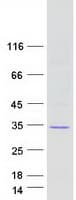 Human VTI1A Protein (Recombinant Myc-DDK (Flag))