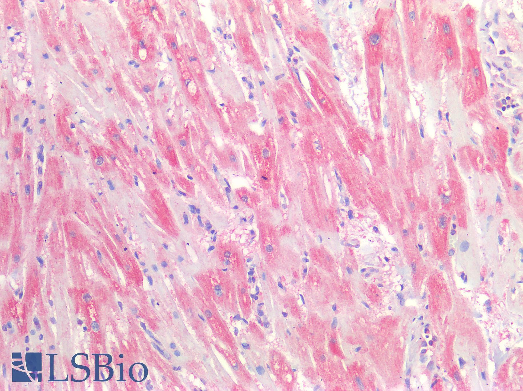 IHC-plus™ CD81 Antibody