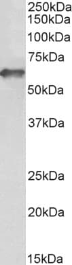 ICAM-1 / CD54 Antibody