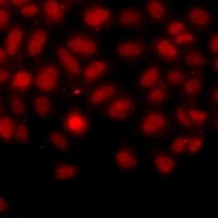 IFRD1 / TIS7 Antibody