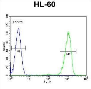 Polyclonal Rabbit anti-Human ENTPD3 Antibody (aa496-527, IHC, WB)