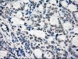 KDM4C / JMJD2C Antibody (clone OTI5B9)