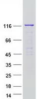 Human IPO4 Protein (Recombinant Myc-DDK (Flag))