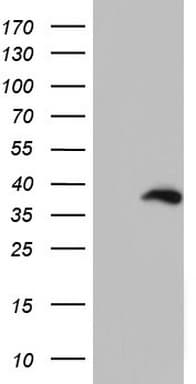 BOULE / BOLL Antibody (clone OTI4C2)