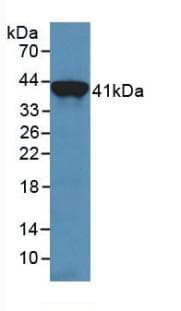 TF / Transferrin Antibody (aa361-683, APC)