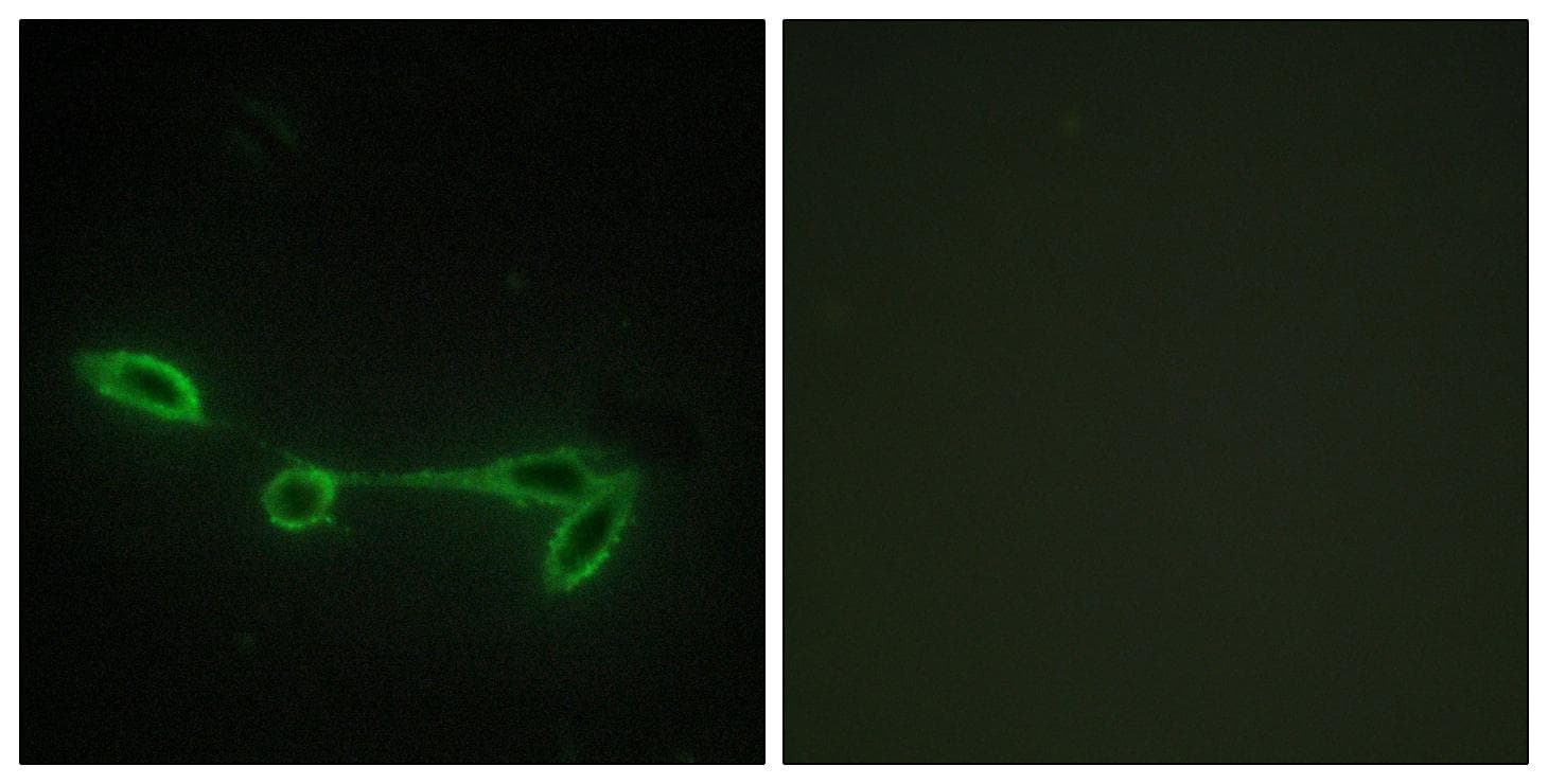 Polyclonal Rabbit anti-Human FUK Antibody (IF, WB)