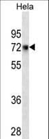 CD55 Antibody (aa51-79)