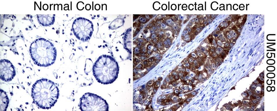 SLC7A8 / LAT2 Antibody (clone UMAB70)