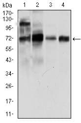 NCLN Antibody (aa249-405, clone 9C8G10)