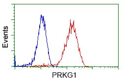 PKG / PRKG1 Antibody (clone OTI9A4)
