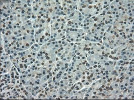 SLC7A8 / LAT2 Antibody (clone OTI5A9, Carrier-free)