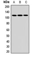 IHC-plus™ IPAF / NLRC4 Antibody