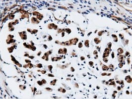 CBWD1 Antibody (clone OTI3F9)