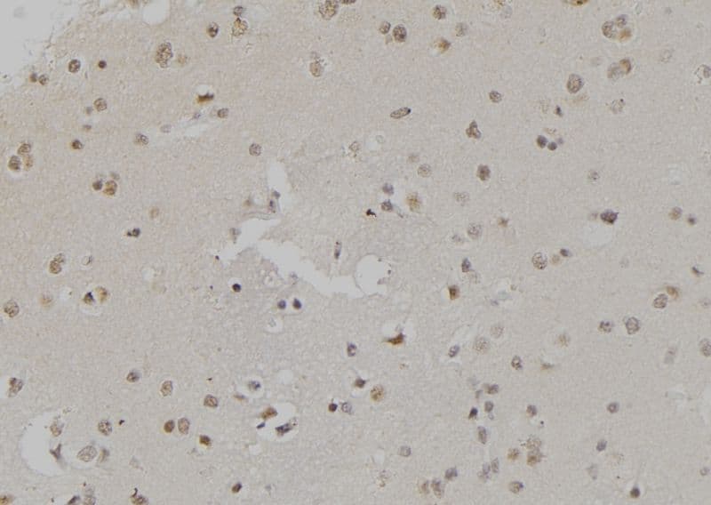 HIST3H3 Antibody (Methyl-Lys4)
