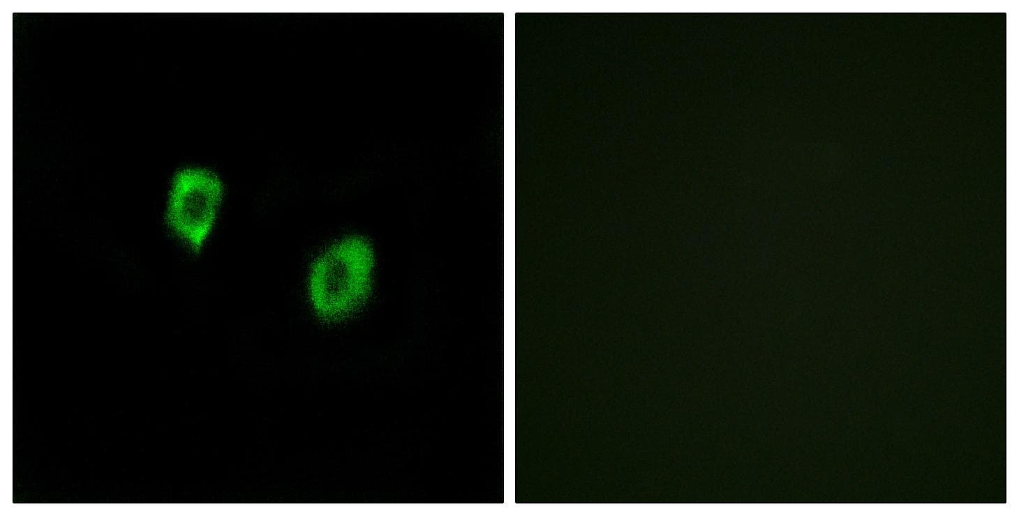 Polyclonal Rabbit anti-Human OR51F1 Antibody (IF, WB)
