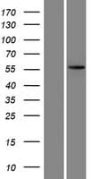 KRT73 / Keratin 73 Protein (Over-Expression Lysate Myc-DDK (Flag))