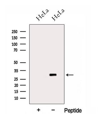 HOXC4 Antibody