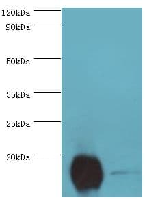 Polyclonal Rabbit anti-Human CPLX2 / Complexin 2 Antibody (aa1-134, WB)