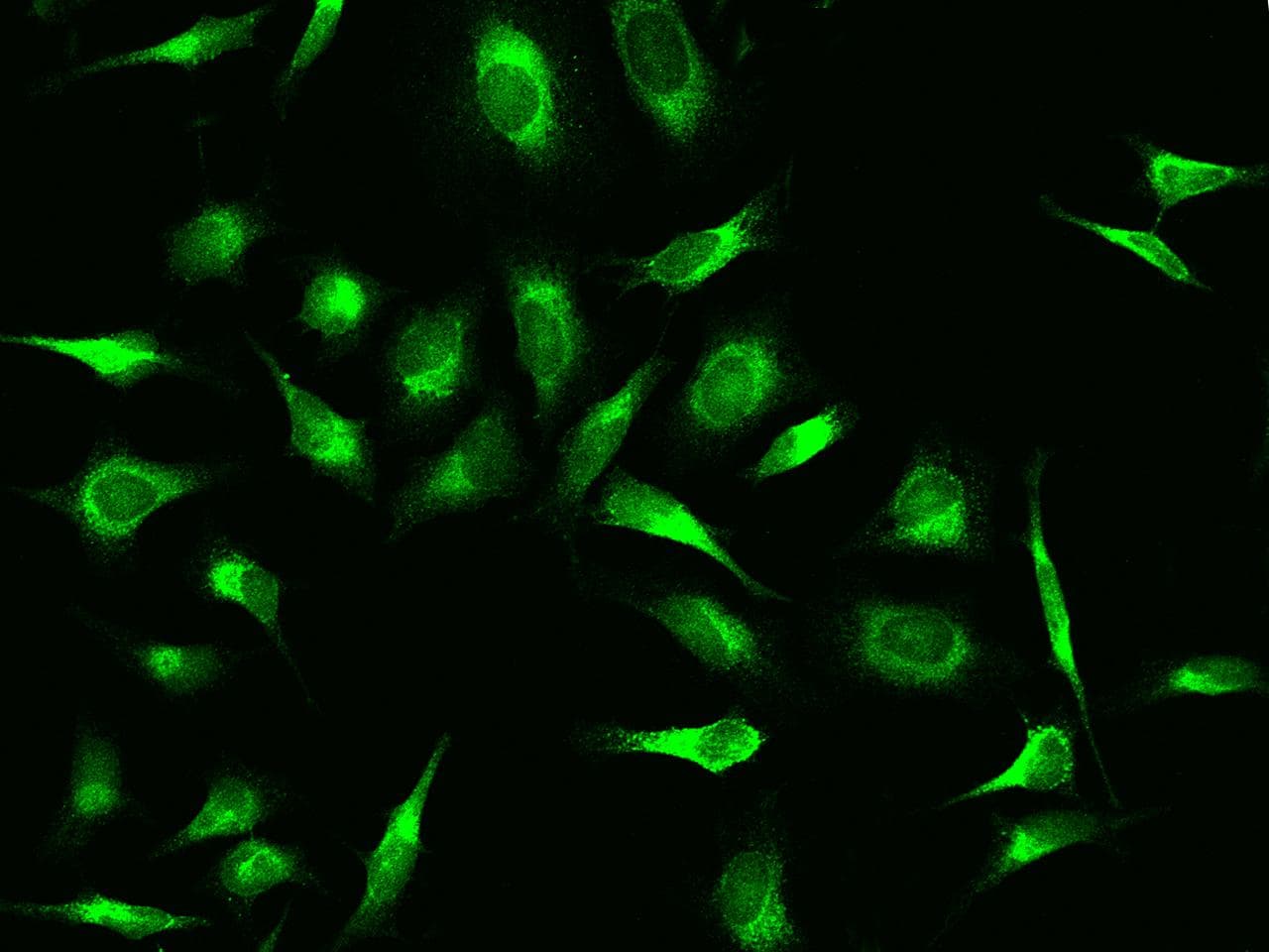 PRDX4 / Peroxiredoxin 4 Antibody (Preservative Free)