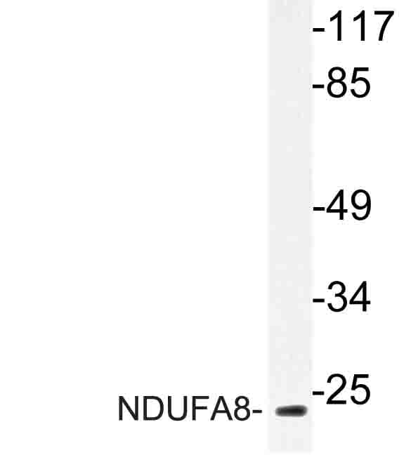 NDUFA8 Antibody (Pro141)