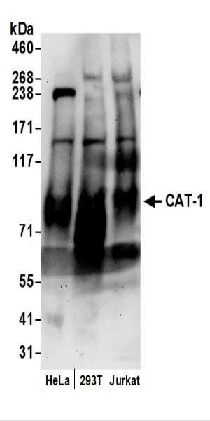 Polyclonal Rabbit anti-Human SLC7A1 / CAT1 Antibody (aa600-650, WB)