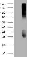 Monoclonal Mouse anti-Human CD99 Antibody (clone OTI4A5, IHC, WB)