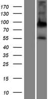 ALPPL2 Protein (Over-Expression Lysate Myc-DDK (Flag))