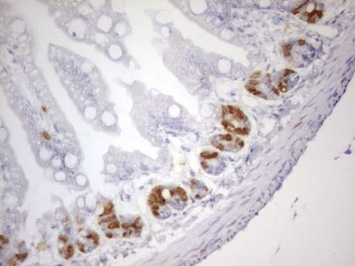 BrdU Antibody (clone 4C9)