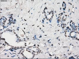 PRKY Antibody (clone OTI6H3, Carrier-free)