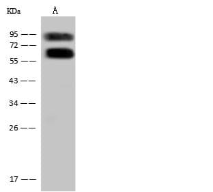 ASMTL Antibody