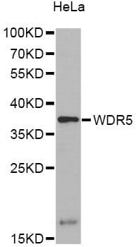 Polyclonal Rabbit anti-Human WDR5 Antibody (IF, WB)