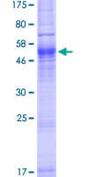 Human AQP7 / Aquaporin 7 Protein (Recombinant GST)