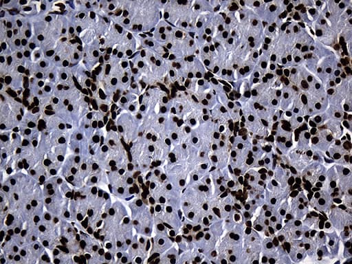 HNRNPH1 / hnRNP H Antibody (clone OTI2D11, Carrier-free)