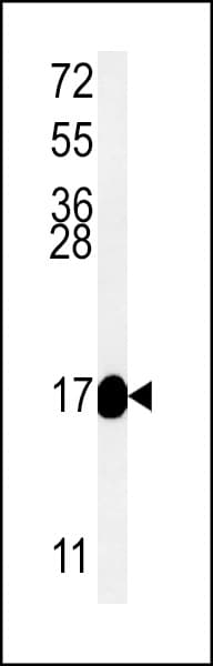 MRPS33 Antibody (aa72-100)