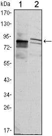 Monoclonal Mouse anti-Human KLHL11 Antibody (clone 1B9A8, IF, WB)
