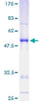 Human RASL11B Protein (Recombinant GST)