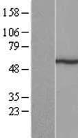 METTL14 Protein (Over-Expression Lysate Myc-DDK (Flag))