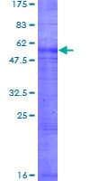 Human RHAG Protein (Recombinant GST)