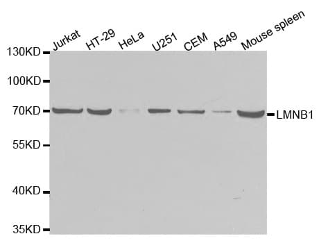 LMNB1 / Lamin B1 Antibody