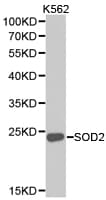 SOD2 / Mn SOD Antibody