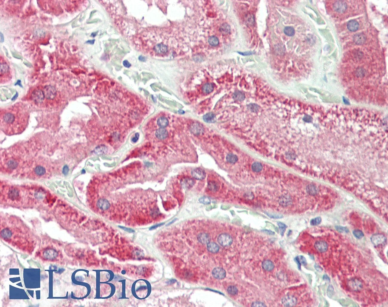 IHC-plus™ EGF Antibody