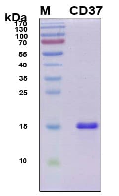Human CD37 Protein (Recombinant 6His, N-terminus)