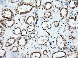IGF2BP2 Antibody (clone OTI4C4, Carrier-free)