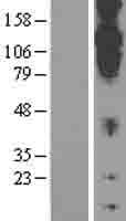 CDH20 / Cadherin 20 Protein (Over-Expression Lysate Myc-DDK (Flag))