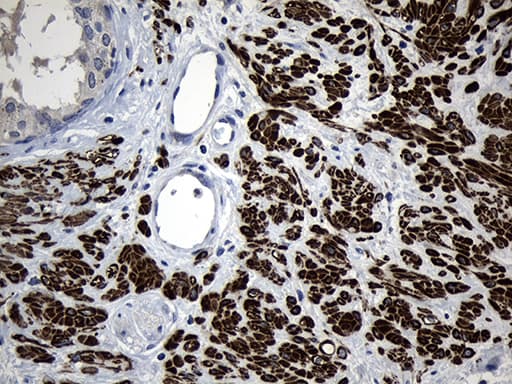 Monoclonal Mouse anti-Human FLJ33360 Antibody (clone OTI10B12, Carrier-free, IHC, WB)