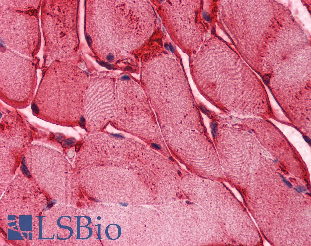 PLIN5 / OXPAT / LSDP5 Antibody (aa300-400, DY650)