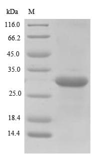 Pollen allergen Lol p 1 - Lolium perenne (Perennial ryegrass) Protein (Recombinant 10His, N-terminus + Myc, C-terminus)